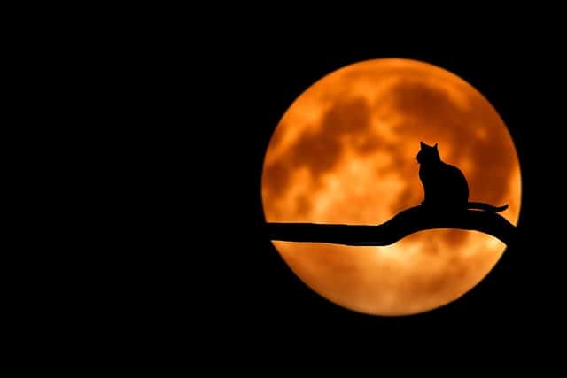 image montrant un chat sur une branche devant la lune orange