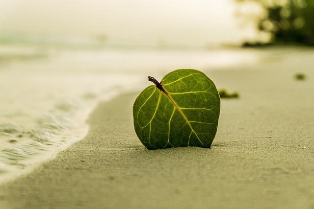 Image d'une feuille planté dans le sable